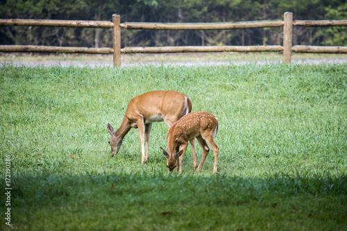 Doe and her fawn feeding