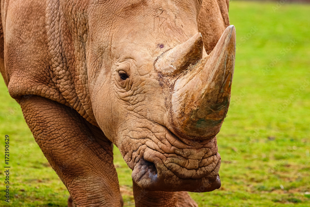 Fototapeta premium White rhinoceros or White Rhino, Ceratotherium simum, with big horn in Cabarceno Natural Park
