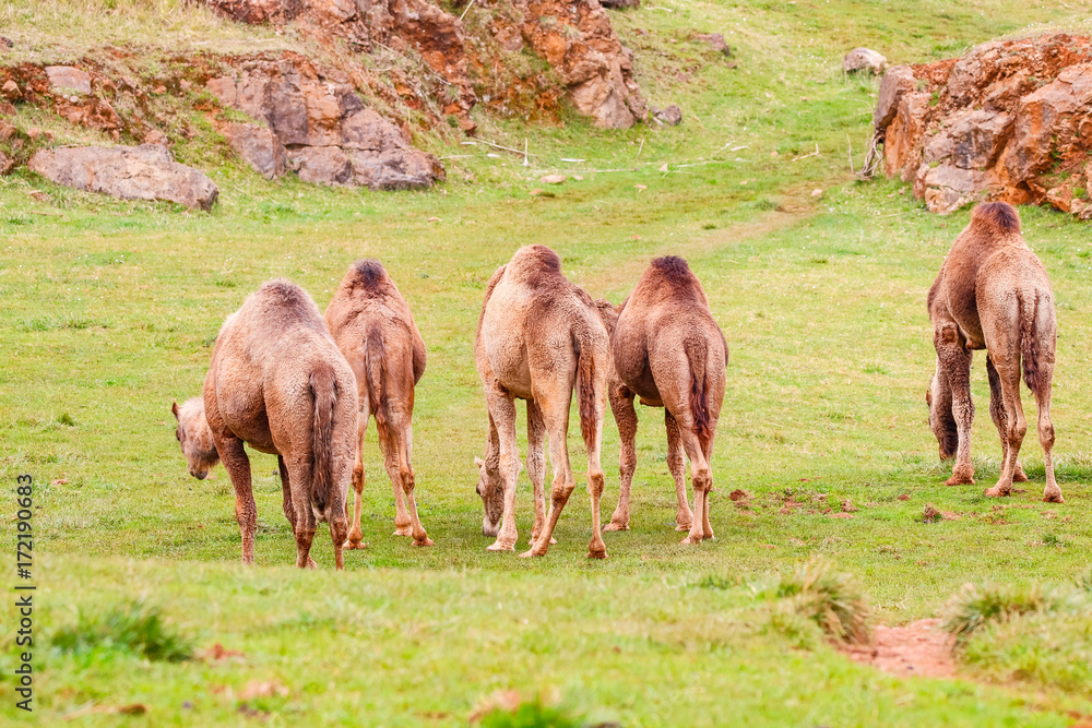 Camel, Dromedary (Camelus dromedarius) Camel, Dromedary (Camelus dromedarius)