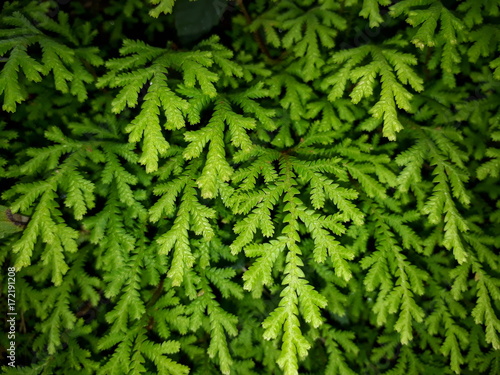 Fresh fern leaves in outskirts of Himlayas.