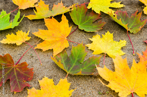 Yellowed maple leaves on the ground