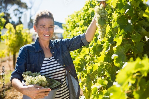 Quadro su tela Portrait of happy vintner harvesting grapes in vineyard