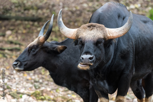 Wild Gaur. Gaur is a bovine native to South Asia and Southeast Asia.