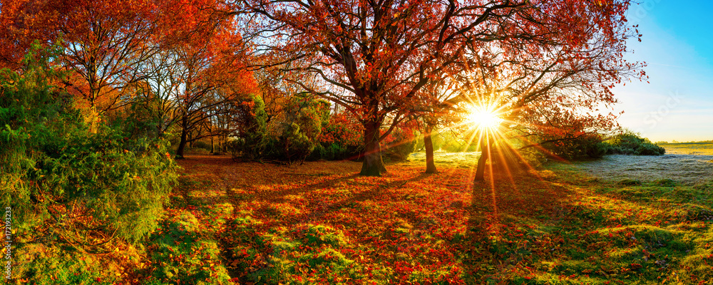 Obraz premium Wonderful autumn landscape with bright sun, colorful trees and wide meadows
