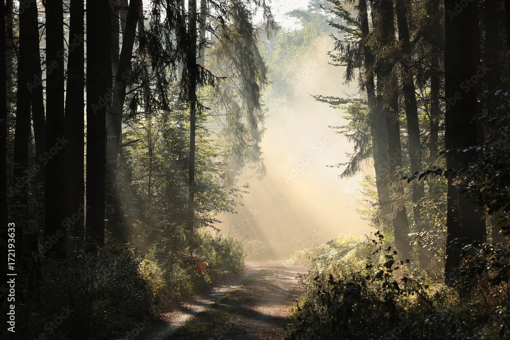 Fototapeta premium Rural road through the forest on a foggy morning
