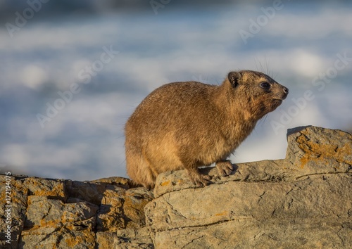 Sun bathing rock hyrax aka Procavia capensis at the Otter Trais at the Indian Ocean