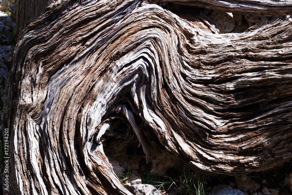 Totes Holz einer Zypresse in den Levka Ori (Weisse Berge) von Kreta