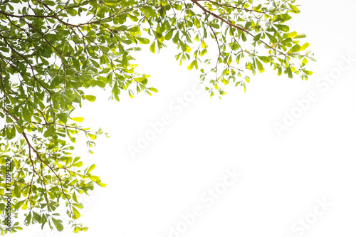 green leaves isolated on white background