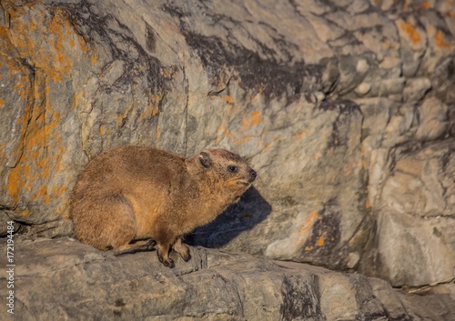 Sun bathing rock hyrax aka Procavia capensis at the Otter Trais at the Indian Ocean