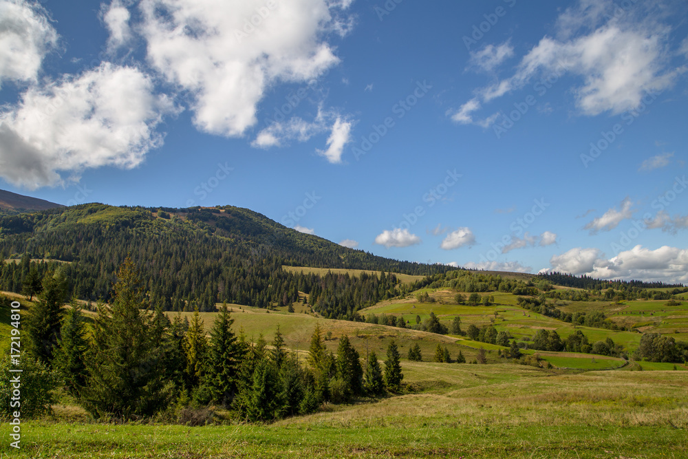 fir-tree on background of mountain field beautiful landscape 