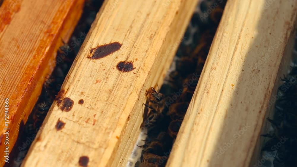 Close up view of the working bees on the honeycomb in the beehive Close up view of the working bees on the honeycomb in the beehive