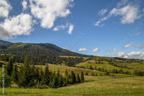 fir-tree on background of mountain field beautiful landscape 