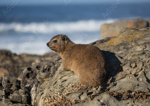 Sun bathing rock hyrax aka Procavia capensis at the Otter Trais at the Indian Ocean