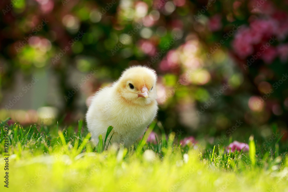 the little chicken the little chicken