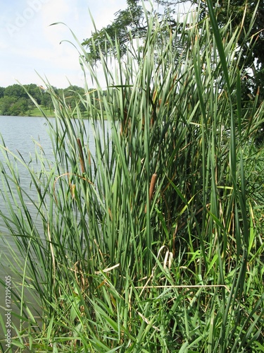 Cattails growing by the river