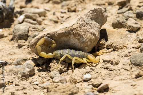 Scorpion deathstalker from the Negev desert seeks shelter under stone (Leiurus quinquestriatus)