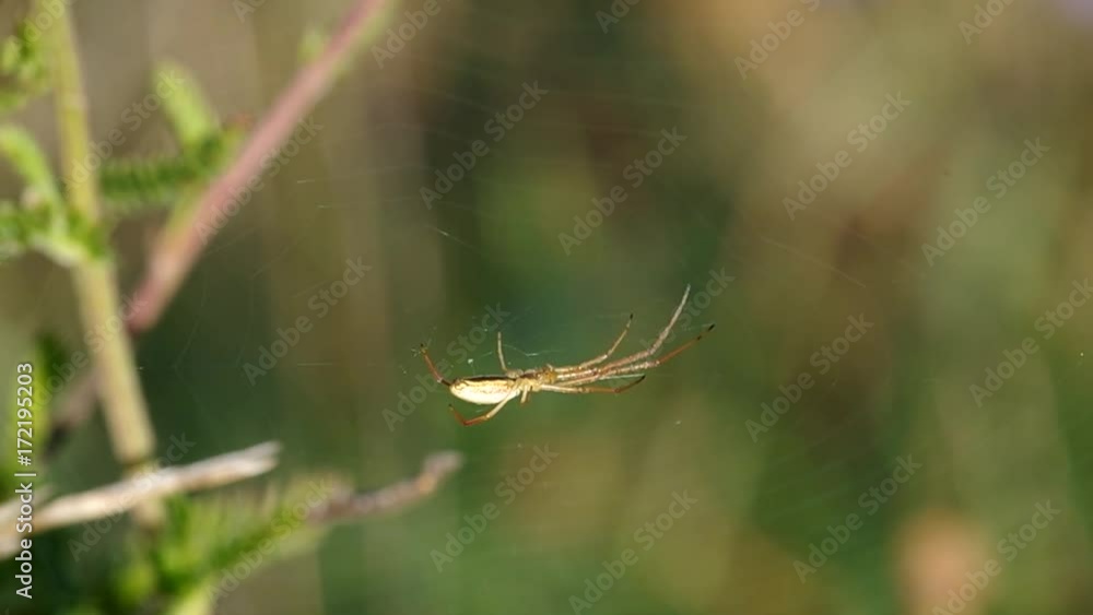 Spider in a spider web in a green background
Spider in a spider web in a green background
