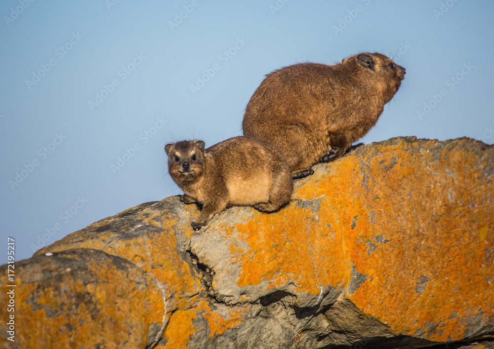 Obraz premium Sun bathing rock hyrax aka Procavia capensis at the Otter Trais at the Indian Ocean