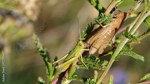 Two grasshoppers in the grass one green and one brown
