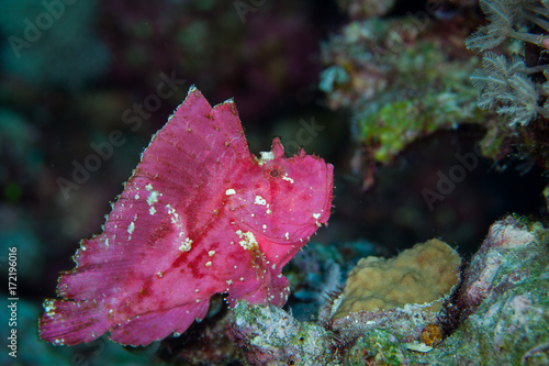 Face of The leaf scorpionfish or paperfish,(Taenianotus triacanthus) is pink vivid color in black background,Layang layang , Malaysia photo