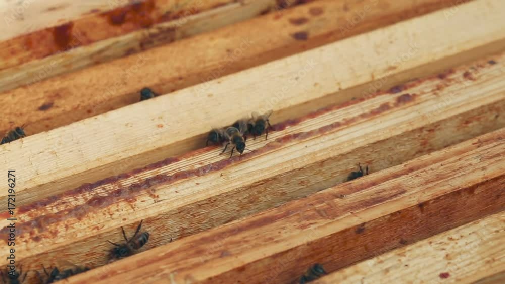 Close up view of the working bees on the honeycomb in the beehive Close up view of the working bees on the honeycomb in the beehive