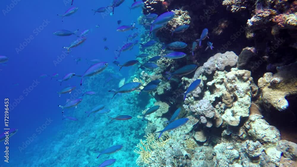 Coral reef and beautiful fish. Underwater life in the ocean. Coral reef and beautiful fish. Underwater life in the ocean.