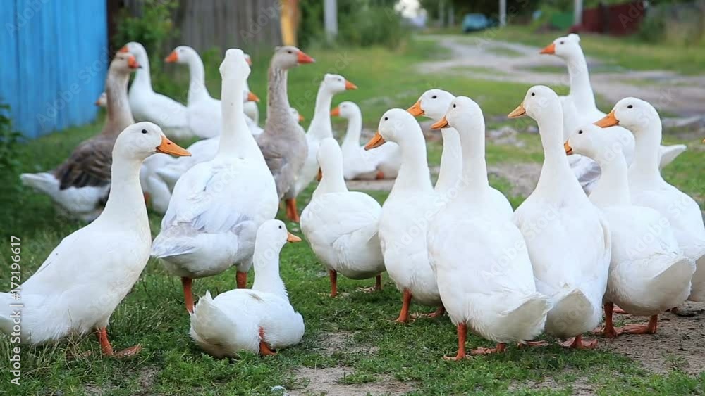 White farm ducks by the countryside road White farm ducks by the countryside road