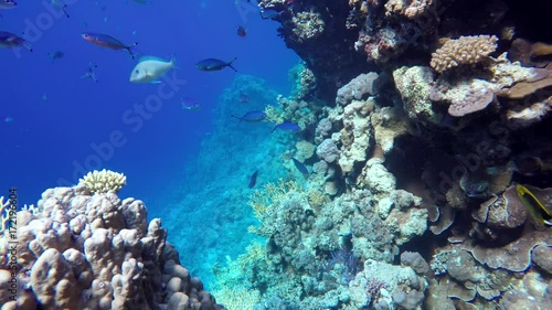 Wallpaper Mural Diving. Tropical fish and coral reef. Underwater life in the ocean.  Torontodigital.ca