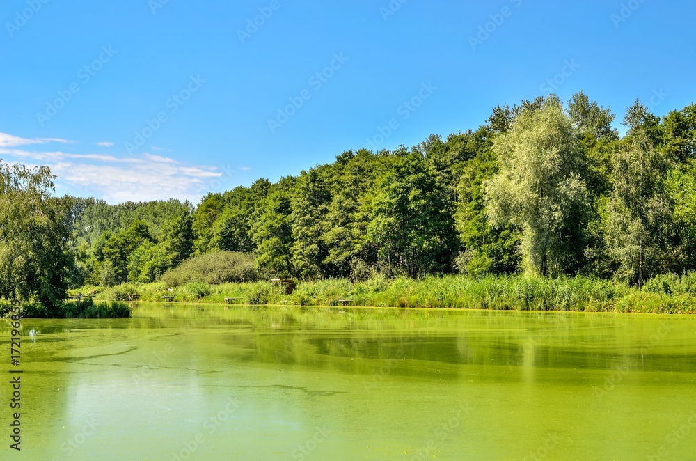 Sunny summer landscape. Green pond and blue sky. Sunny summer landscape. Green pond and blue sky.