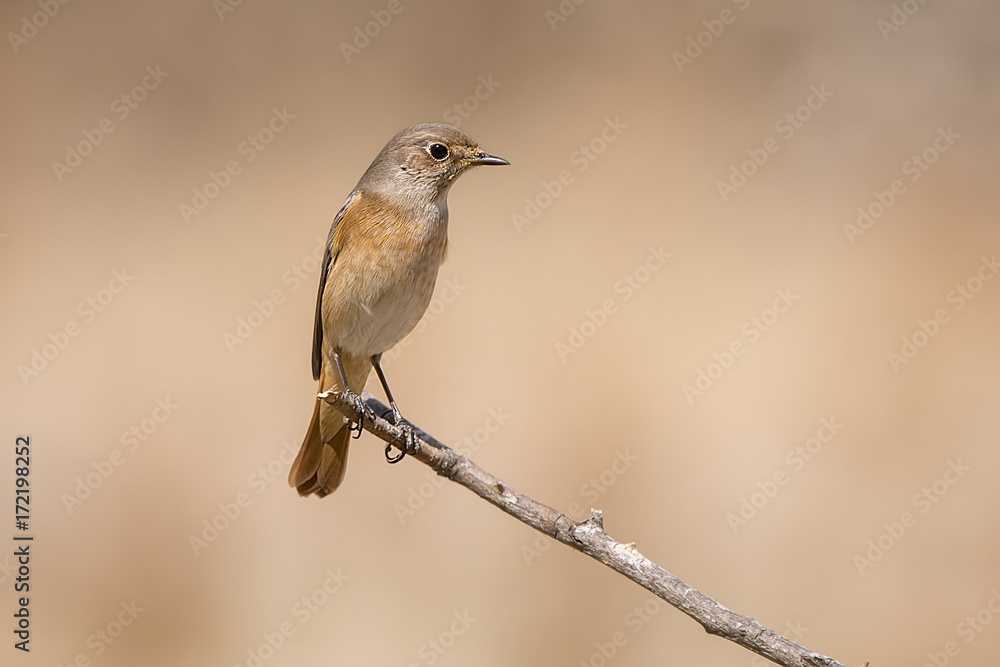 Obraz premium common redstart Phoenicurus phoenicurus