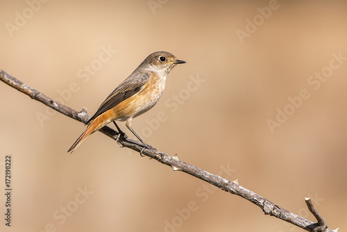 Phoenicurus phoenicurus, common redstart