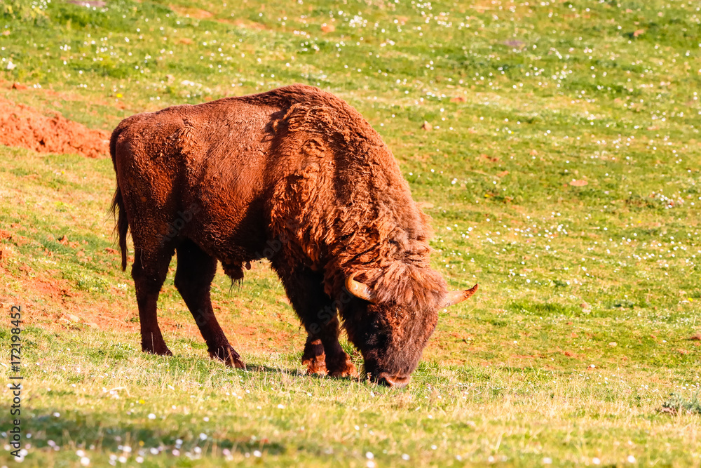 European bison (Bison bonasus), also known as wisent or the European wood bison. It is one of two extant species of bison, alongside the American bison European bison (Bison bonasus), also known as wisent or the European wood bison. It is one of two extant species of bison, alongside the American bison