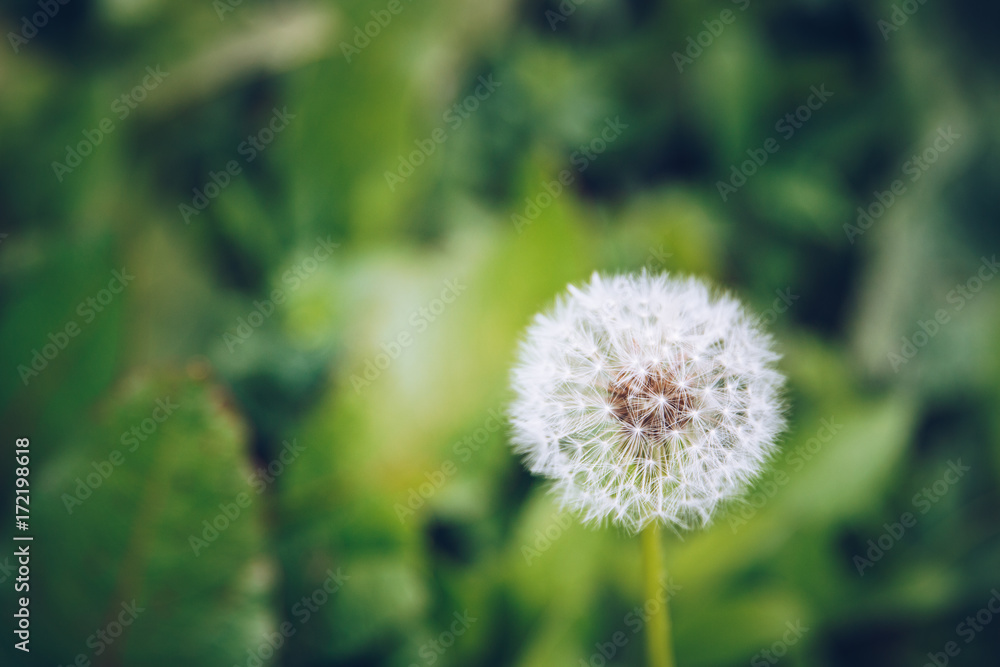 Dandelion flower. Blowball on green grass background. Spring bloom. Park plant. Countryside nature. Springtime photo retro postcard. Dandelion flower. Blowball on green grass background. Spring bloom. Park plant. Countryside nature. Springtime photo retro postcard.
