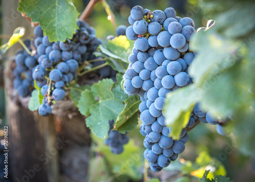 Wallpaper Mural Close-up grapes in vineyard backlit by autumn sunshine Torontodigital.ca