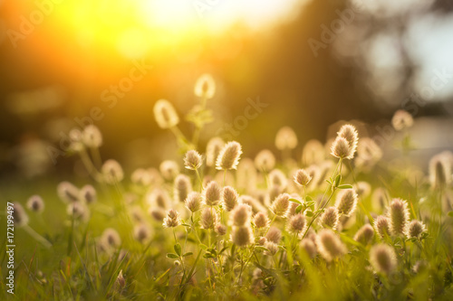 Field of wild, white dandelions in summer.