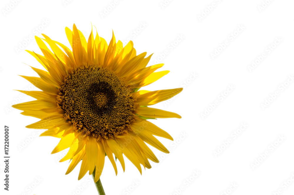 sun flower with light background