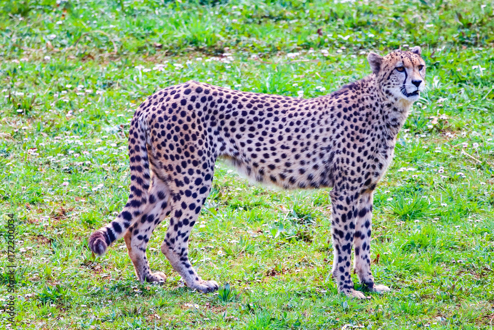African Cheetah (Acinonyx jubatus) in the grass African Cheetah (Acinonyx jubatus) in the grass