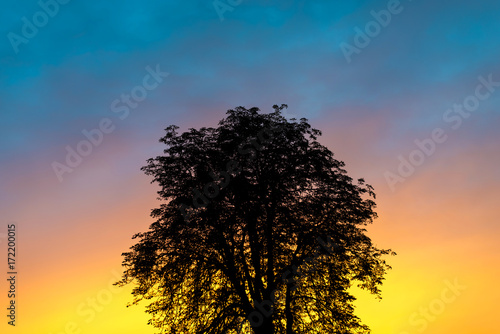 silhouette photo of a tree against a sunset background