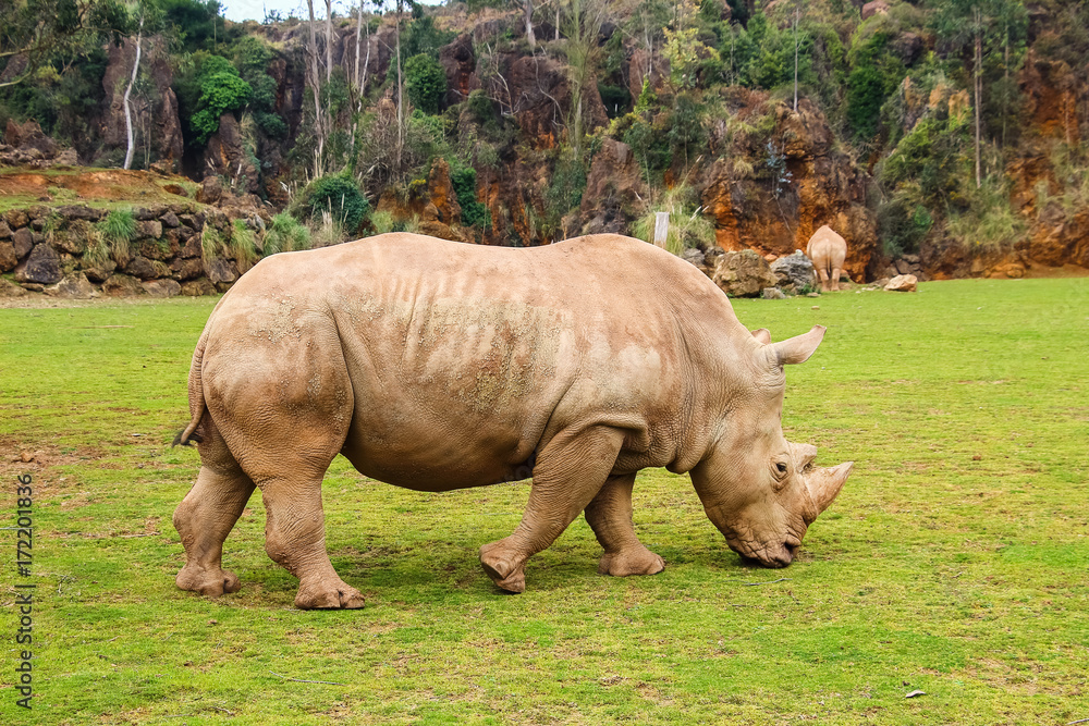 White rhinoceros or White Rhino, Ceratotherium simum, with big horn in Cabarceno Natural Park White rhinoceros or White Rhino, Ceratotherium simum, with big horn in Cabarceno Natural Park