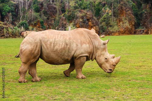 White rhinoceros or White Rhino  Ceratotherium simum  with big horn in Cabarceno Natural Park