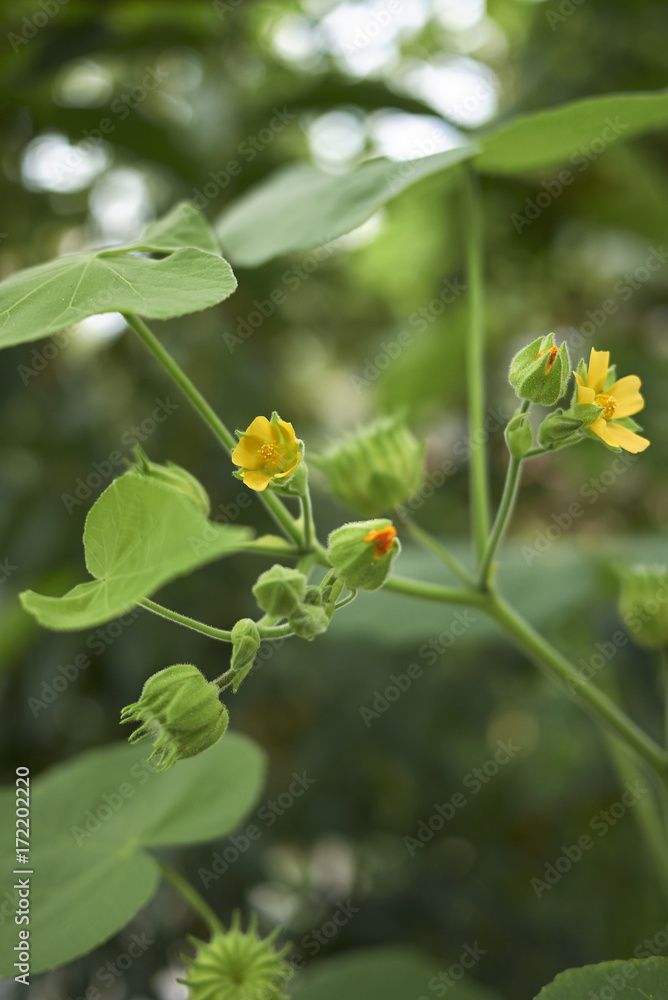 Fototapeta premium Abutilon theophrasti bloom