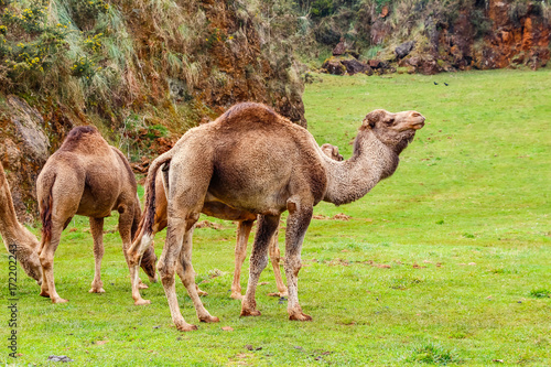 Camel, Dromedary (Camelus dromedarius)