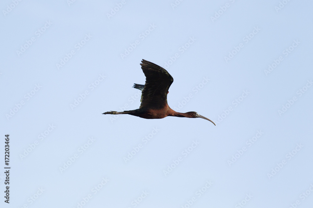 Obraz premium Glossy ibis