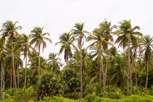 Palms Srilanka