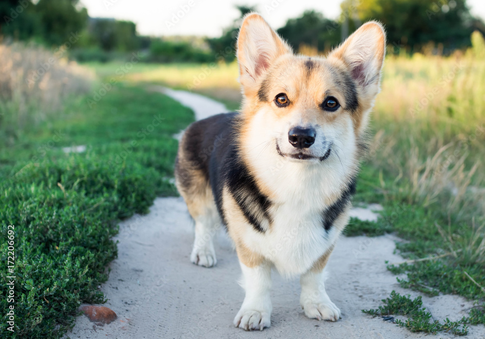 A happy and active thoroughbred Welsh Corgi dog outdoors by the road on a sunny day.