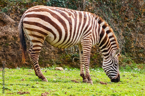 Grevy s zebra or Real  Equus grevyi . Common zebra  Equus quagga 