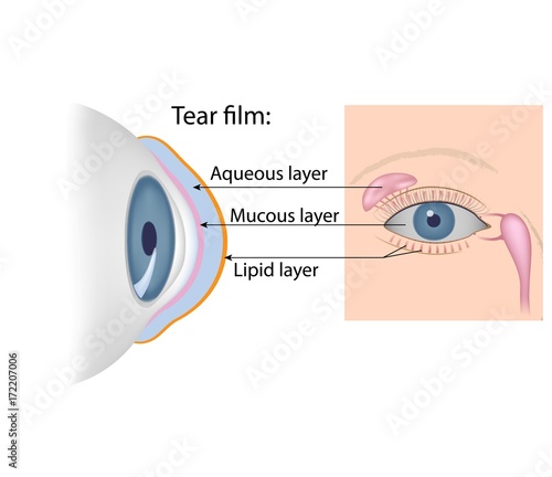 Composition and sources of tear film