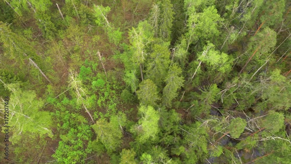 Flying over a pine forest. Aerial shot Flying over a pine forest. Aerial shot