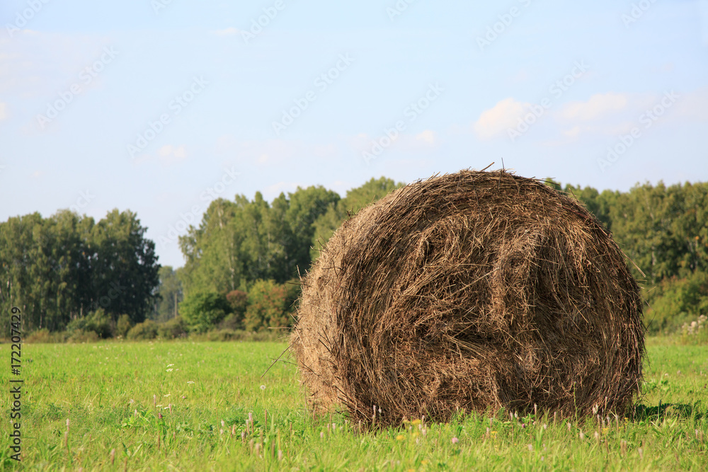 View of farm field showing bales of hay
