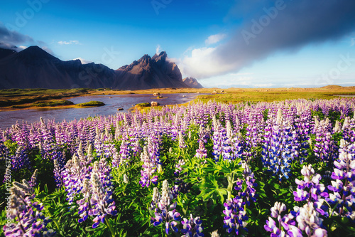 Great view of lupine flowers. Location place Stokksnes cape, Vestrahorn (Batman Mountain), Iceland, Europe.